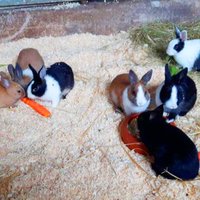 Mehr als 30 Kaninchen aufgenommen Tierheim Idar-Oberstein
